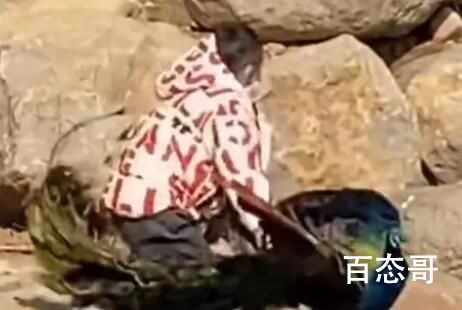 无锡动物园回应一男孩摔打孔雀 背后的真相让人始料未及