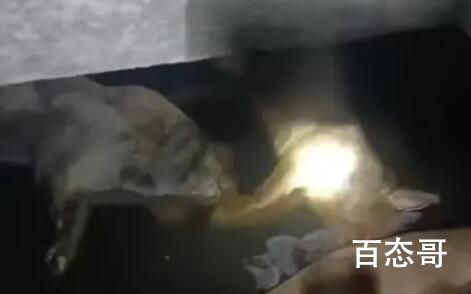 村庄饮水池现15头死猪:泡6天才发现 如果产生病毒引起瘟疫后果不堪设想！