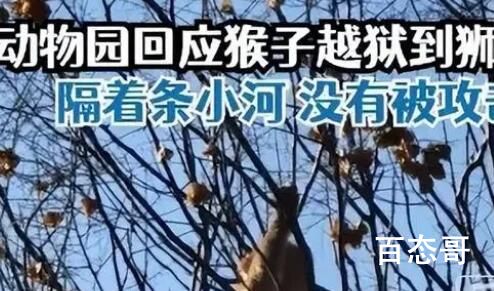 动物园猴子打架输了逃到狮子园 背后的真相让人惊愕