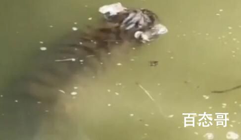 上海动物园回应网传幼虎溺亡 国宝啊！怎么会这样啊！