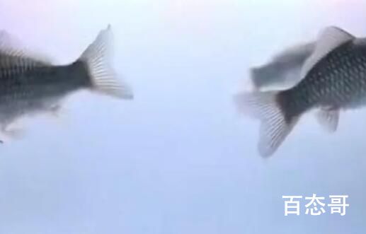 中科院团队创制出无刺喜头鱼 基因粮食的争议未完又来基因鱼？