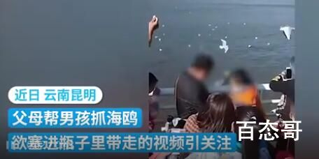 男孩抓海鸥塞瓶子 监护人被罚两千 支持必须罚款