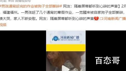 男孩通宵赶完作业被狗子撕碎 小小年纪就知道唱双簧了