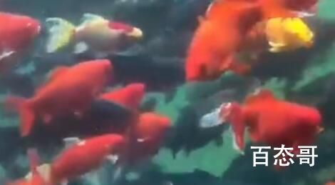 今日趵突泉的锦鲤胖成“猪鲤” 网友：游泳它不减肥！