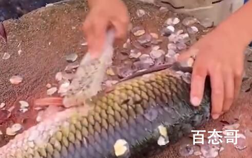 父亲去世母亲改嫁 11岁男孩街头卖鱼 千万别成为强哥
