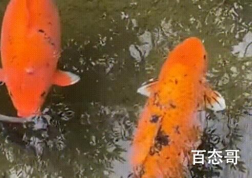 趵突泉的锦鲤胖成“猪鲤” 背后的真相让人惊愕
