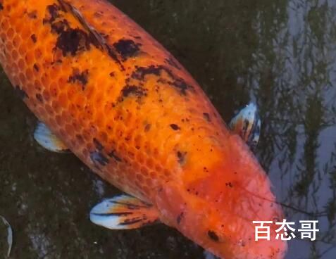 趵突泉的锦鲤胖成“猪鲤” 背后的真相让人惊愕