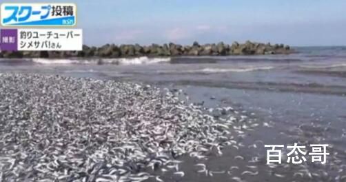 日本一沙滩惊现大量沙丁鱼 这是不是偷排核废水的后果