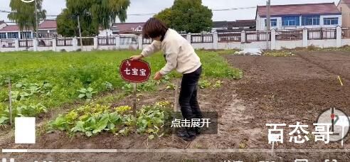 上海掀起租地种菜热:1500元一年 不是享受种菜的乐趣而是越来越害怕菜市场上科技了