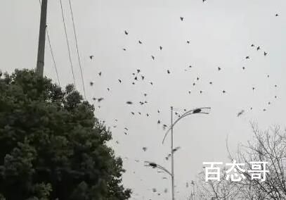 成都现飞鸟撞树现象 网友疑灾害前兆 现在专家的话还能信吗？