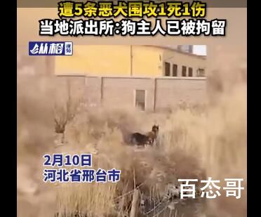 六旬夫妇遭恶犬围攻1死1伤 对不纤绳狗人人有权消灭