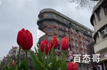 7朵郁金香撑起上海武康路流量 上海那么穷了只有7朵花了