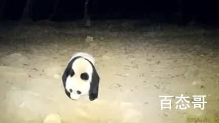 野生大熊猫深夜遛达 镜头前呆萌打卡 孤枕难眠出来溜达一圈