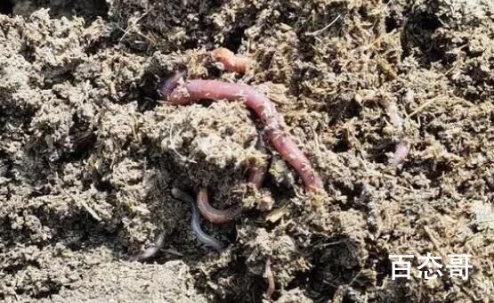 中央一号文件为何提打击电捕蚯蚓 背后的真相让人始料未及