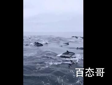 渔民出海偶遇100多只海豚逐浪嬉戏 背后的真相让人始料未及