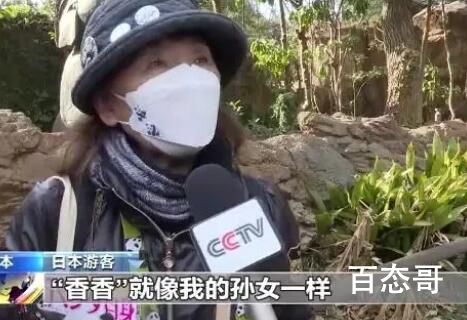 旅日大熊猫香香明日回国 香香回家后要赶紧学四川话那么多的兄弟姊妹语言不通打不了招呼