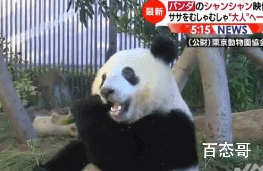 欢迎旅日大熊猫香香回家 日本民众表示对香香很不舍