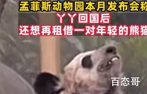 美动物园称希望再租借一对年轻熊猫 希望能对我们的熊猫好一点毕竟熊猫那么可爱