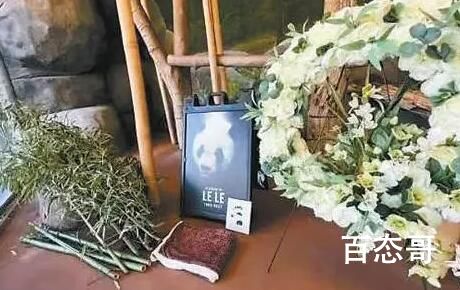 网友呼吁尽快调查大熊猫乐乐死因 不要再外借了！