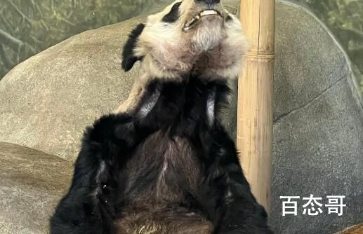 网友呼吁尽快调查大熊猫乐乐死因 不要再外借了！