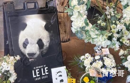 网友呼吁尽快调查大熊猫乐乐死因 不要再外借了！
