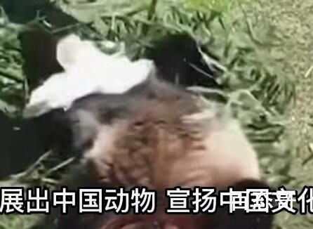 孟菲斯动物园称希望再租借一对年轻熊猫 真想骂人这脸还有没有！