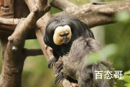 动物园回应白面僧面猴长相炸裂 妥妥的明星脸