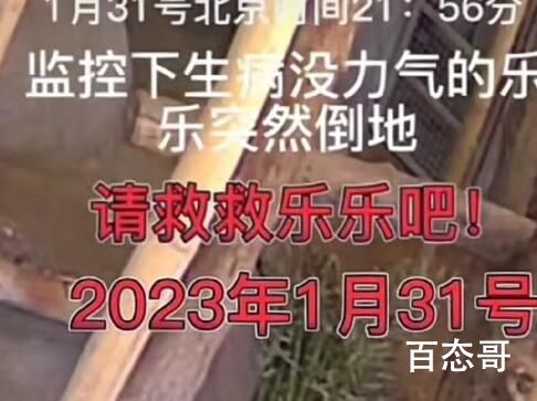 旅美大熊猫乐乐是如何离世的 以后别再让我们的国宝去国外了太可怜了