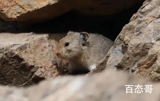 贺兰山鼠兔时隔6年现身 山鼠兔都有哪些特征