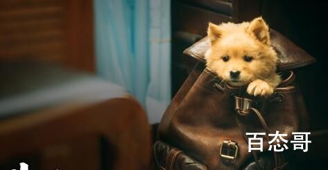 中国版《忠犬八公》剧情介绍   中国版《忠犬八公》讲述了什么故事