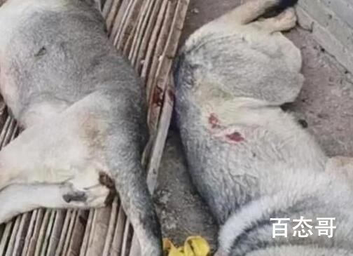 4条狼青犬咬死80多只羊 哪里是犬明明是狼