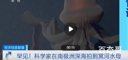 南极洲深海拍到罕见冥河水母背后真相实在让人惊愕