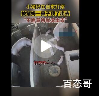 小猪打架被猪妈妈一秒制服 背后的真相让人哭笑不得