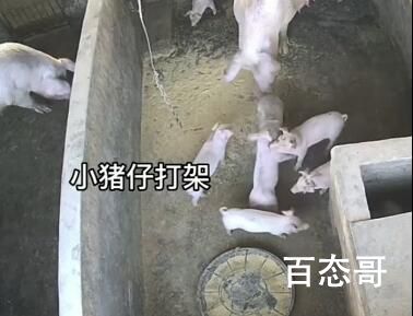 小猪打架被猪妈妈一秒制服 背后的真相让人哭笑不得