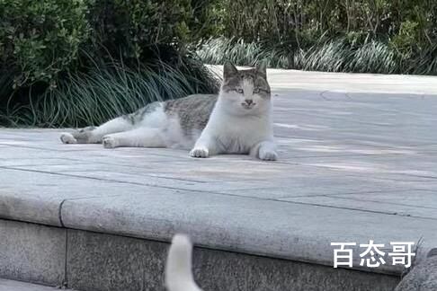 男子撸猫后淋巴结肿大高烧不退 背后的真相让人惊愕