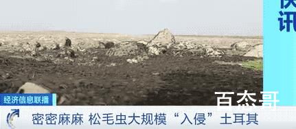 地震后松毛虫大规模入侵土耳其 大概是松毛虫的天敌在地震中大量死亡造成吧