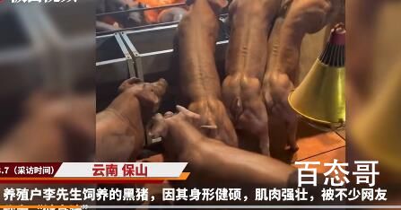 二师兄一身腱子肉最高可卖8万元 肉会不会很难嚼