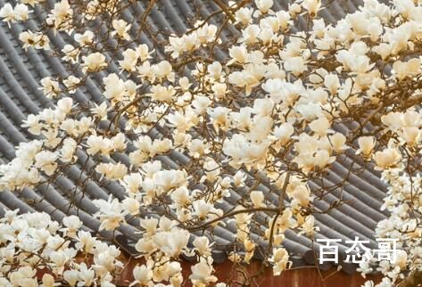 杭州法喜寺500岁玉兰盛放 玉兰花期大约只有十来天