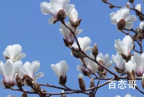 杭州法喜寺500岁玉兰盛放 玉兰花期大约只有十来天