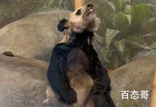 认养大熊猫1年10万终身100万 究竟是怎么一回事