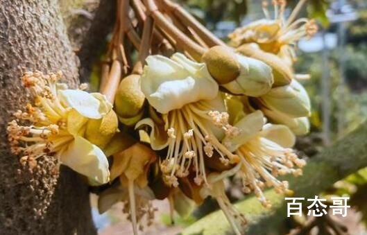 三亚榴莲6月将大规模上市 期待国产平价榴莲