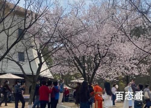 杭州太子湾4.5万人赏郁金香 杭州人民可以尽情赏花阅美 