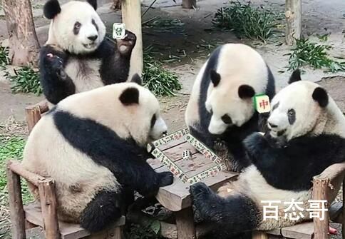 四只大熊猫凑一桌像在打麻将 可爱的大熊猫们聚餐太幸福了