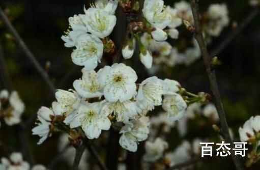 浙江选育出了“螺蛳粉”樱花 种在城里不喜欢螺蛳粉的会疯