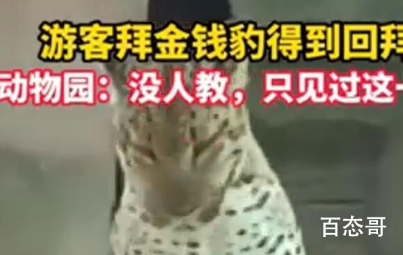 动物园回应“金钱豹回拜游客” 太可爱了金钱抱