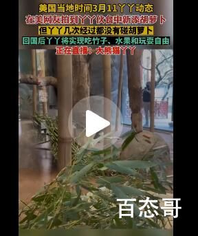 丫丫伙食新添胡萝卜但它没碰 内幕曝光引争议