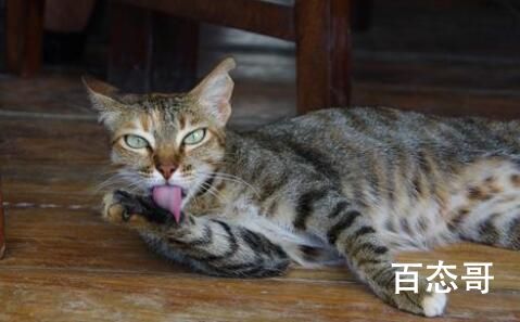 二级保护动物豹猫疑遭小孩殴打重伤 但到底是被打的还是从树上掉下来的？