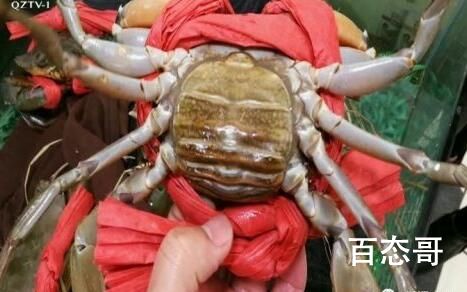 一斤皮筋卖出上百元螃蟹价 背后的真相让人惊愕
