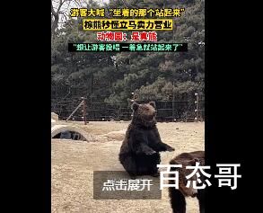 动物园棕熊能懂人话被质疑是人假扮 到底是怎么回事