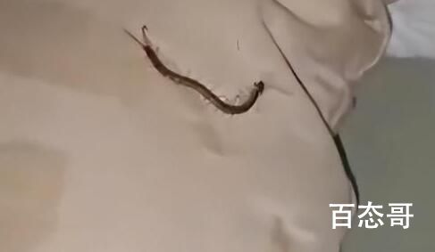 女子睡觉时被10厘米蜈蚣咬太阳穴 把它抓起来做成中药卖掉